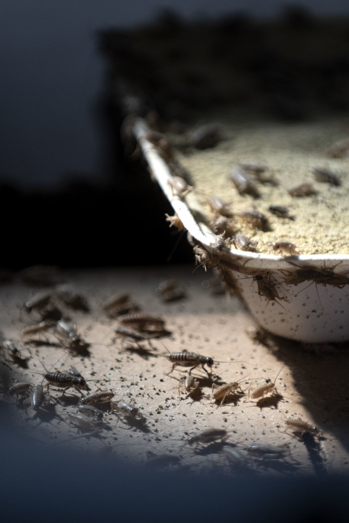 Cricket farming